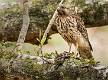 Red-shoulder Hawk-1